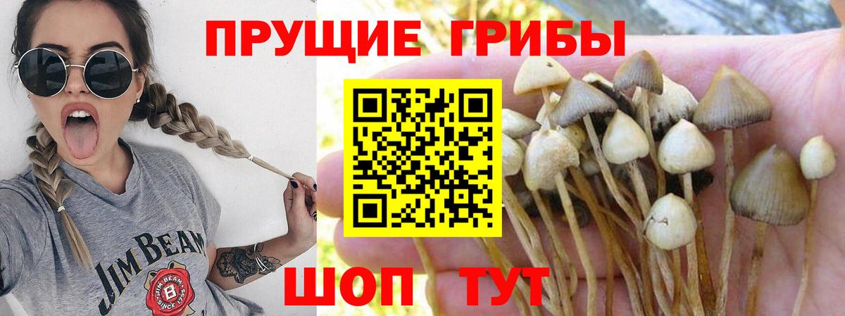 Псилоцибиновые грибы Psilocybine cubensis Курчатов